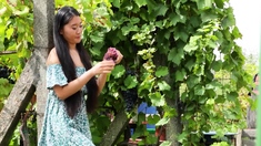 Asian housekeeper posed in the vineyard